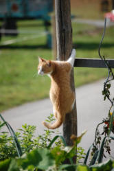 Katze auf Hof Rossruck